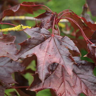 Acer platanoides Roayl Red